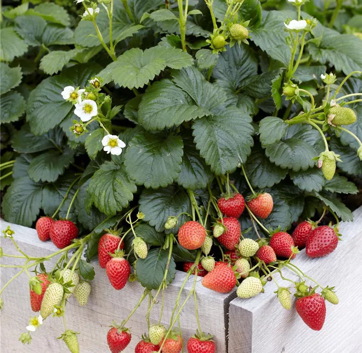 Erdbeere 'Elan'