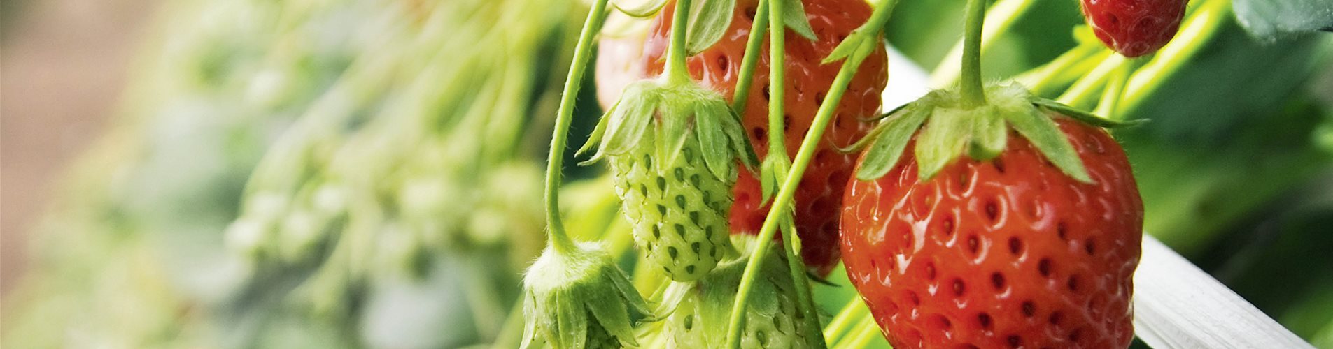 Erdbeeren_Fragaria_sst69801367_coa300pr