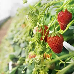 Fragaria ananassa Wandhänger