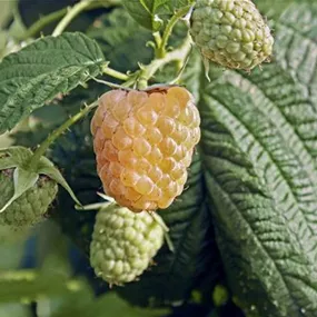 Rubus idaeus Goodasgold