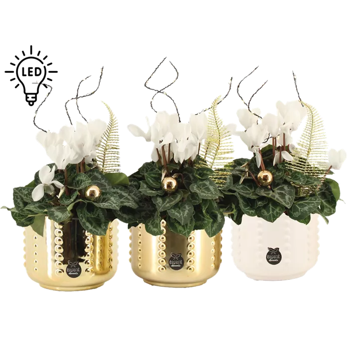 Arrangement Cyclame weiß LED