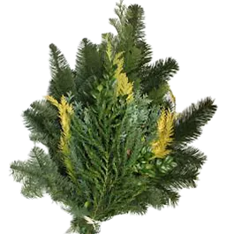 Koniferen Mix Spezial 2