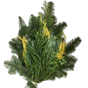 Koniferen Mix Spezial 2