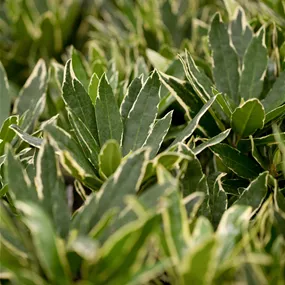 Rhododendron Variegatum