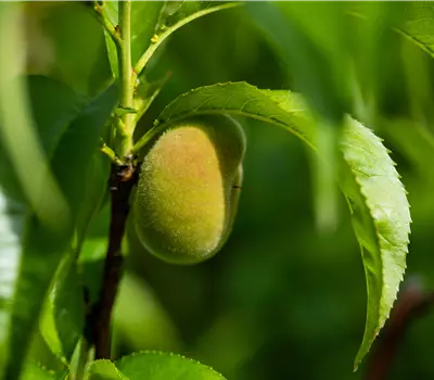  Prunus persica