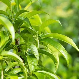 Prunus persica Tellerpfirsich