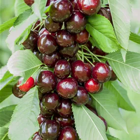 Prunus avium Lappins