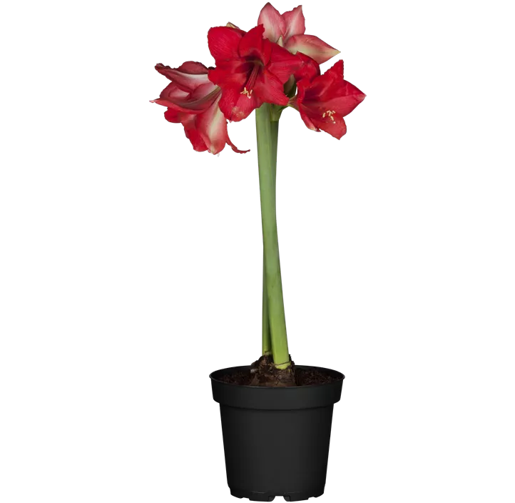 Amaryllis weiß-rot