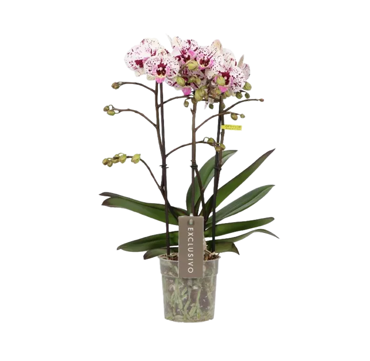 Kleinblumige Schmetterlingsorchidee 'Athena'