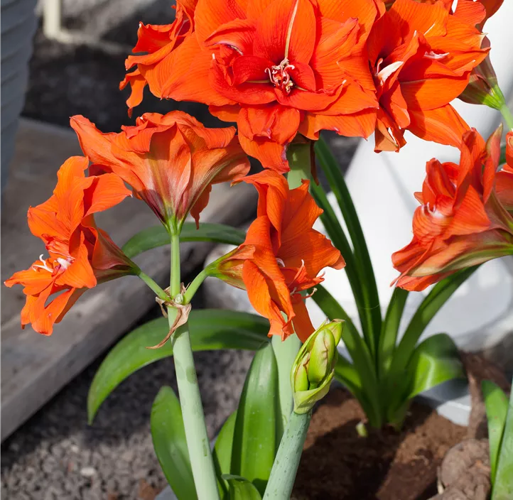 Amaryllis orange