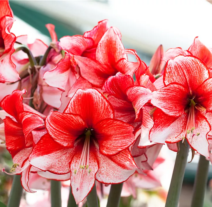 Amaryllis 'Charisma'