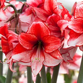 Hippeastrum Hybride Charisma