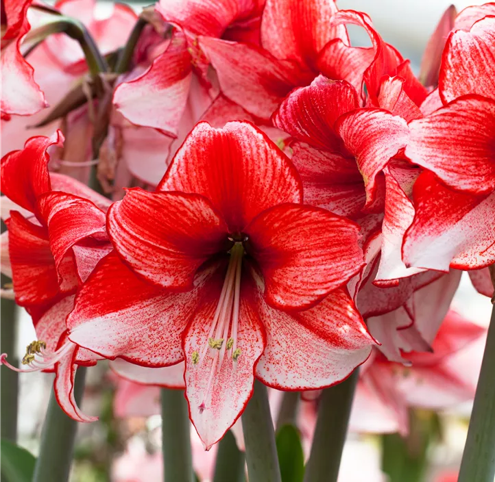 Amaryllis 'Charisma'