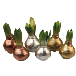 Wachshyazinthen Glitzer gold