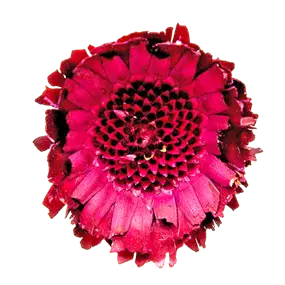 Protea Rosette 3 Stk/Pkg