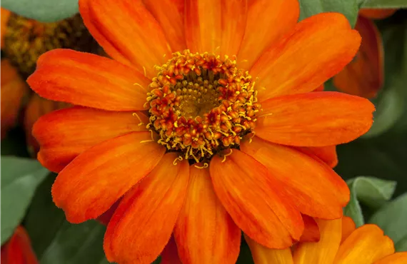 Zinnia 'Zahara® XL Fire Improved'