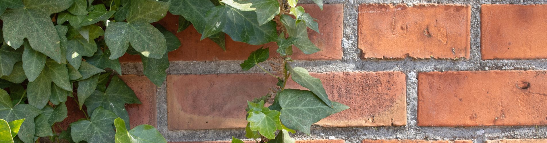 Efeu an der Wand Efeu an der Wand