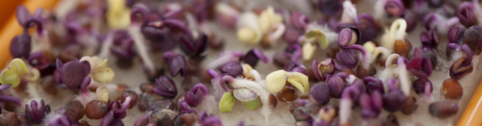 Radieschen-Keimsprossen