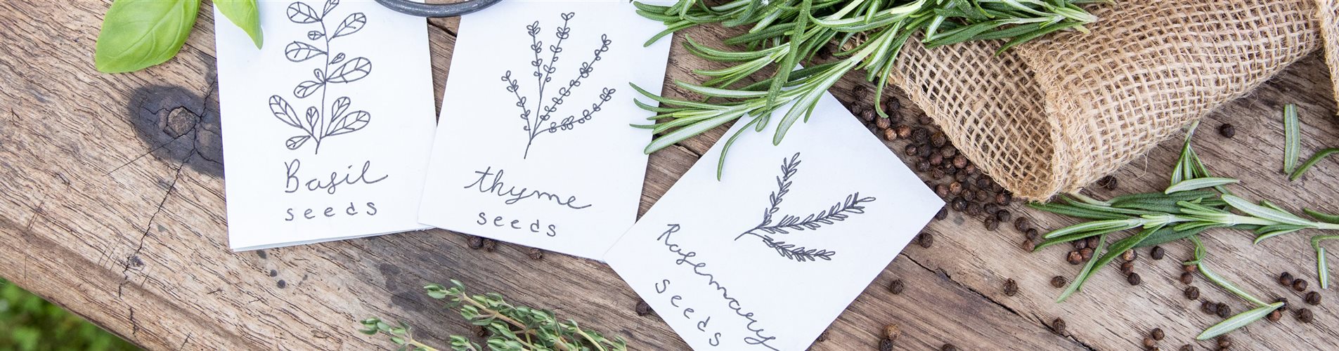 Kräutersamen und Kräuter