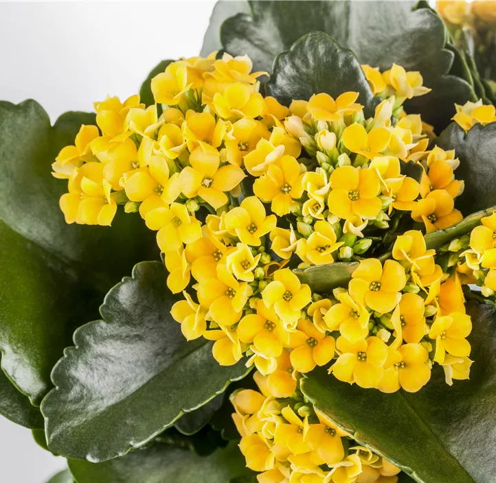 Flammendes Käthchen