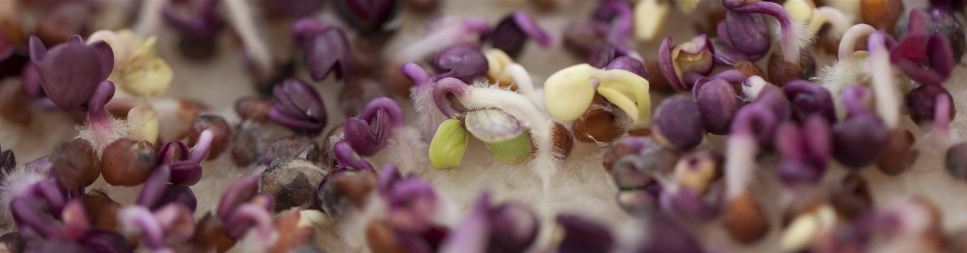 Radieschen-Keimsprossen