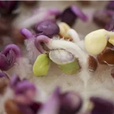 Keimsprossen und Microgreens