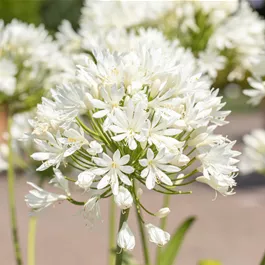 Agapanthus africanus Weiss