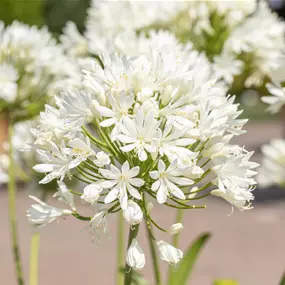 Agapanthus africanus Weiss