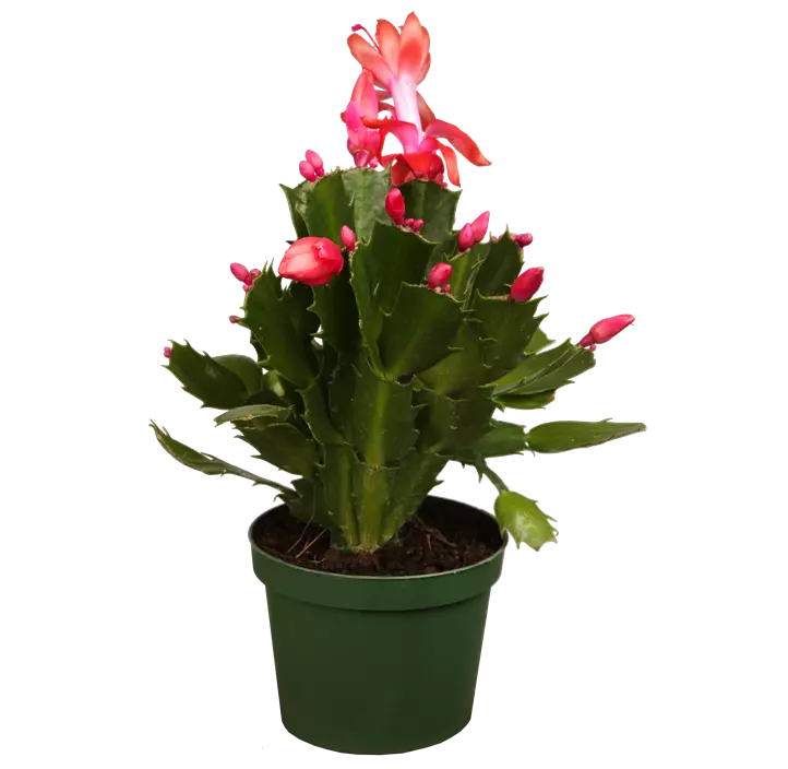 Weihnachts-Kaktus