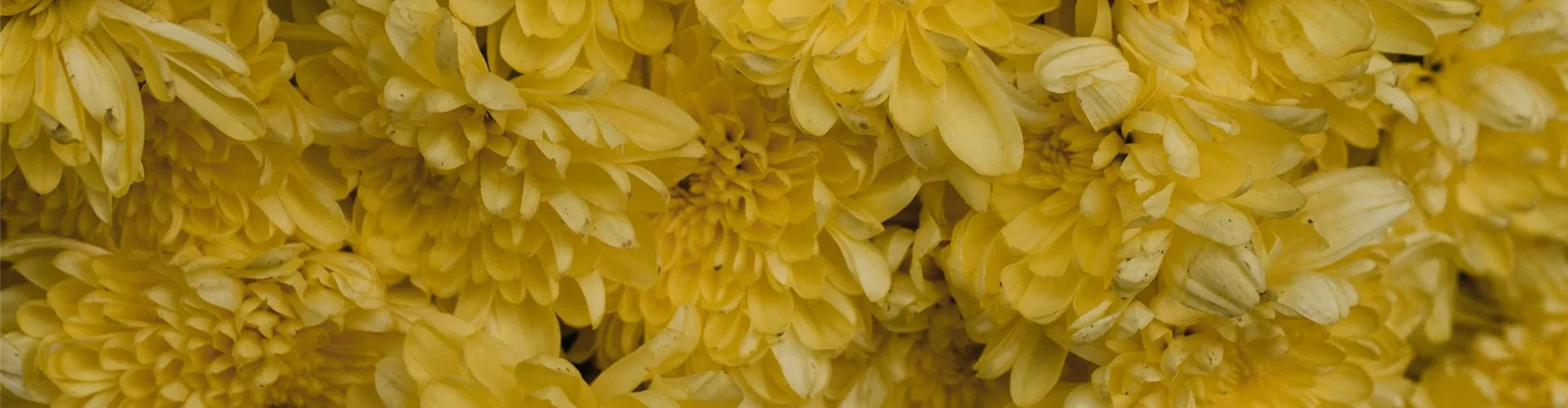Chrysanthemen - Bellaflora