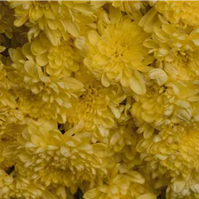 Chrysanthemen