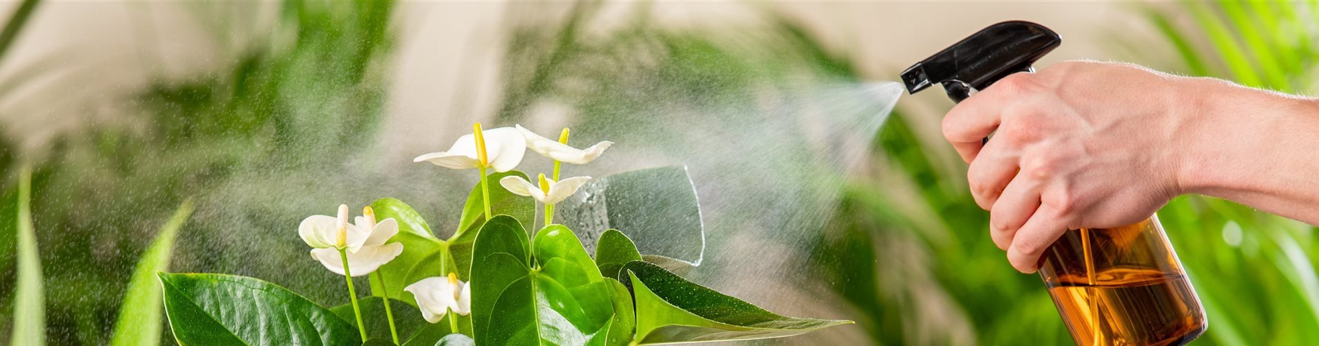 Pflanzenpflege - Wasser sprühen Pflanzenpflege - Wasser sprühen