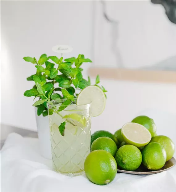 Mojito auf einem Esstisch, Minze steht hinter dem Mojito, viele Limetten rechts daneben