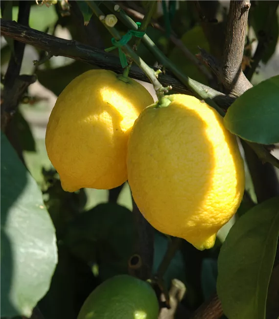 nahaufnahme einer Zitronenpflanze im Kübel