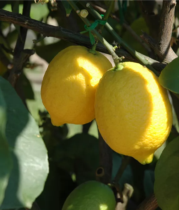 zwei Zitronen auf einem Zitronenbaum