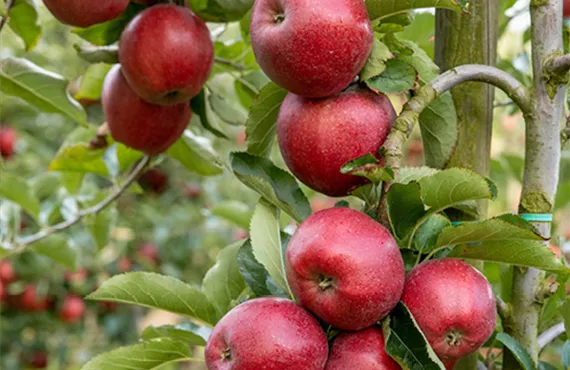 mehrere rote Äpfel hängen auf einem Ast