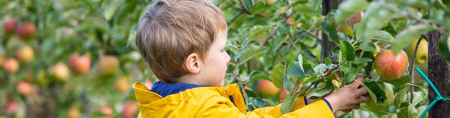 Apfelernte- Kind erntet Äpfel