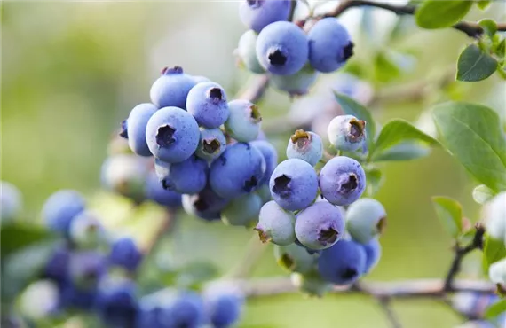 Heidelbeerstrauch Heidelbeerstrauch