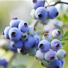 Beerensträucher