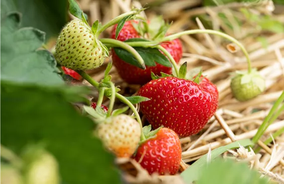 Fragaria 'Sonata'