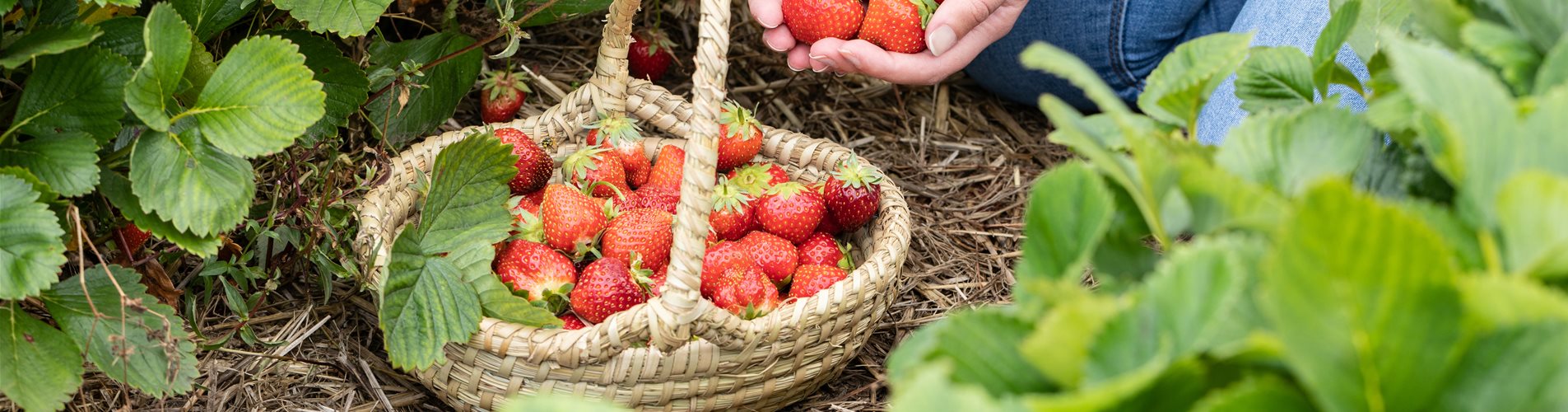 Erdbeeren im Korb