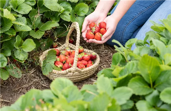 Erdbeeren im Korb