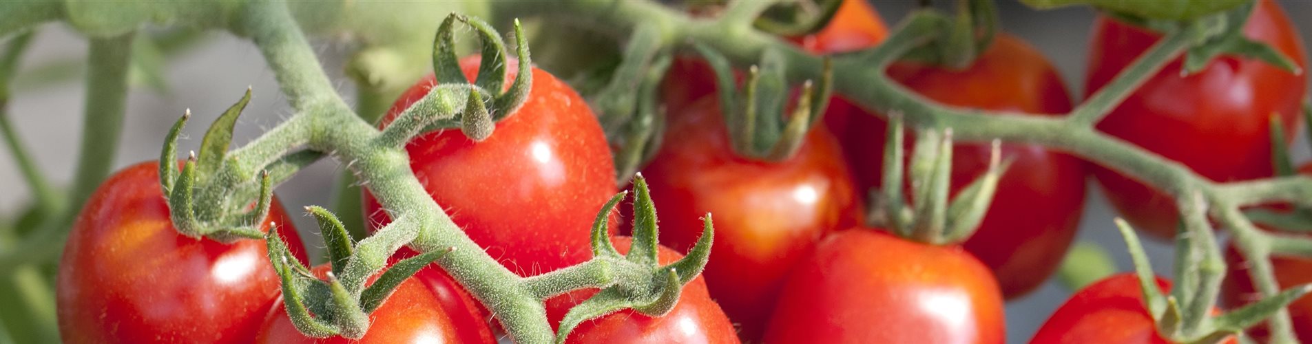 Solanum lycopersicum Romello