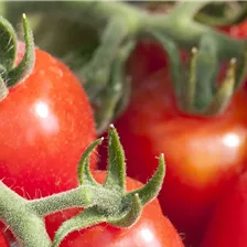 Tomaten