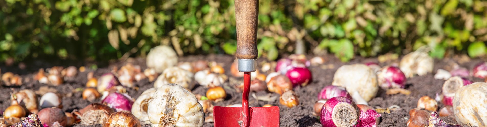 Blumenzwiebeln einpflanzen