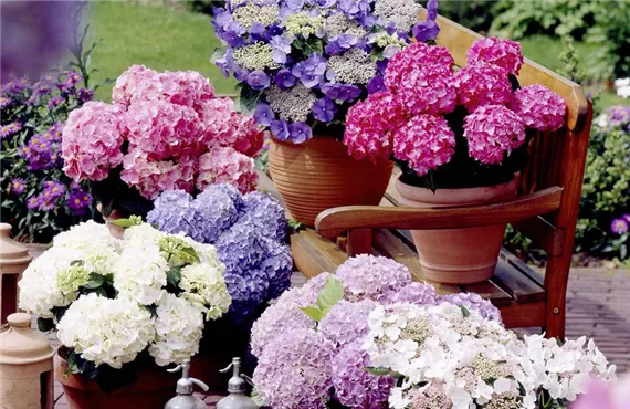 Hortensien in verschiedenen Farben im Garten