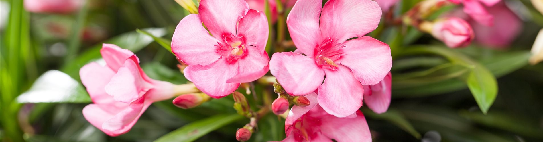 Nerium oleander, rosa Nerium oleander, rosa