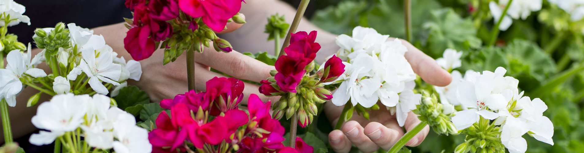 CF006741-0-372-2702-1519