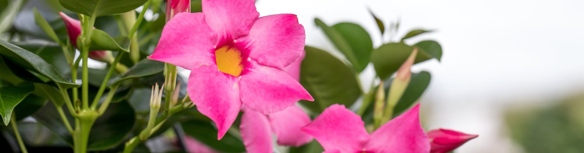 Mandevilla 'Bloom Bells® Pink'(s)