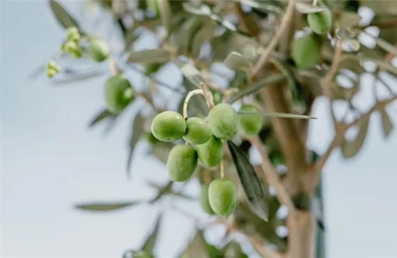 Oliven auf einer Olivenbaum